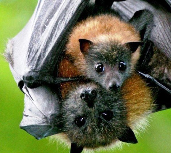 International Bat Night 2024!